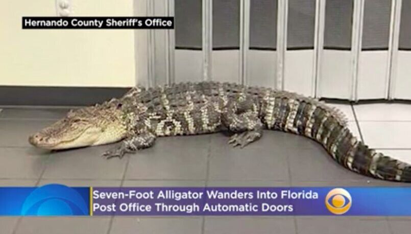 Seven-foot alligator wanders into post office through automatic doors